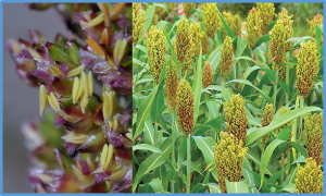 SbWRKY55 regulates sorghum response to saline environment by its dual role in abscisic acid signaling