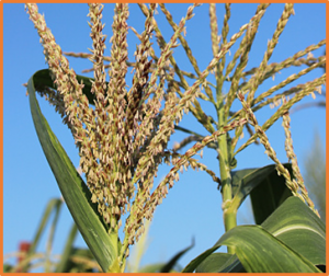 The transcription factor bZIP68 negatively regulates cold tolerance in maize.