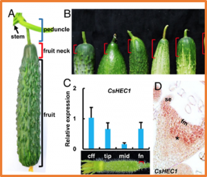 The CsHEC1-CsOVATE module contributes to fruit neck length variation via modulating auxin biosynthesis in cucumber