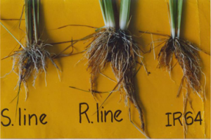 Molecular mechanisms and genetic improvement of low-phosphorus tolerance in rice