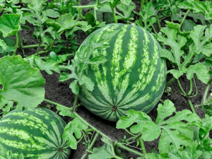 An allelic variant in the ACS7 gene promotes primary root growth in watermelon