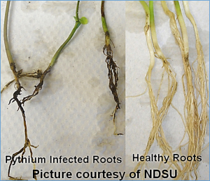 Identification and characterization of pleiotropic and epistatic QDRL conferring partial resistance to Pythium irregulare and P. sylvaticum in soybean