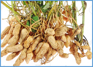 Base Editing in Peanut Using CRISPR/nCas9