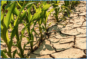 Improving drought tolerance in maize: Tools and techniques