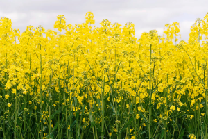 BnaC01.BIN2, a GSK3-like kinase, modulates plant height and yield potential in Brassica napus