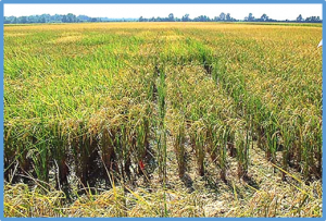 Lipidome Profiling of Phosphorus Deficiency-Tolerant Rice Cultivars Reveals Remodeling of Membrane Lipids as a Mechanism of Low P Tolerance