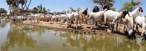 Water: Amplifying impact through the CGIAR Initiative on One Health