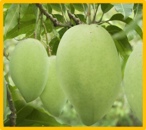 Genome-Wide Analysis and Expression of Cyclic Nucleotide-Gated Ion Channel ( CNGC) Family Genes under Cold Stress in Mango ( Mangifera indica)