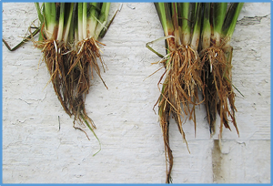 Lipidome Profiling of Phosphorus Deficiency-Tolerant Rice Cultivars Reveals Remodeling of Membrane Lipids as a Mechanism of Low P Tolerance