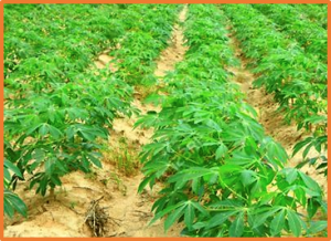 Genome-Wide Survey of the RWP-RK Gene Family in Cassava (Manihot esculenta Crantz) and Functional Analysis