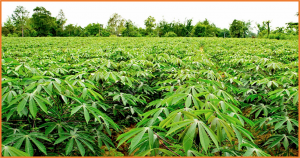 Whole-genome assembly of A02 bacteria involved in nitrogen fixation within cassava leaves