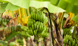 CRISPR Improves Resistance of Banana to Xanthomonas Wilt Disease