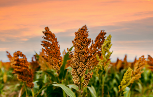 Genes From Wheat Improves Plant Growth of Sorghum