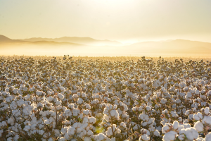 Overexpression of GhMLP423 Improves Insect Resistance in Cotton