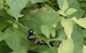 Chromosome-scale assembly and gene editing of Solanum americanum genome reveals the basis for thermotolerance and fruit anthocyanin composition