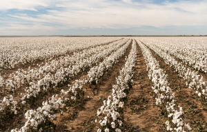 Researchers Uncover Molecular Cascade to Boost Cotton Tolerance to Cadmium