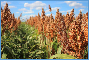 SbMYC2 mediates jasmonic acid signaling to improve drought tolerance via directly activating SbGR1 in sorghum