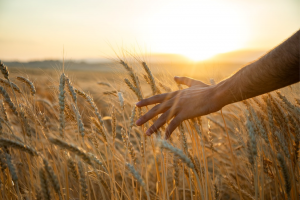 Multiplex Gene Editing Boosts Dietary Fiber Content in Barley