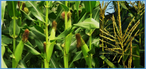 Advancements and Prospects of Genome-Wide Association Studies (GWAS) in Maize