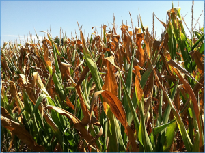 Heat-Resistant Inbred Lines Coordinate the Heat Response Gene Expression Remarkably in Maize (Zea mays L.)
