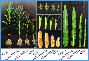 Membralin is required for maize development and defines a branch of the endoplasmic reticulum&ndash;associated degradation pathway in plants