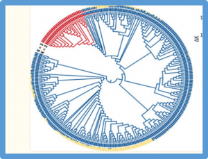 GWAS analysis reveals the genetic basis of blast resistance associated with heading date in rice