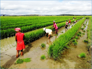 OECD-FAO Agricultural Outlook: Emerging economies will continue driving agricultural markets