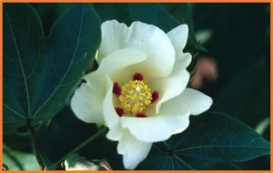 Genome-wide association study of fiber quality traits in US upland cotton (Gossypium hirsutum L.)