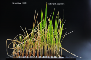 GROWTH REGULATING FACTOR 7-mediated arbutin metabolism enhances rice salt tolerance