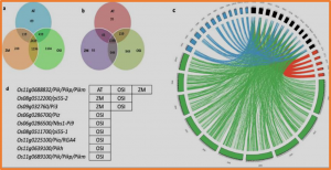 Refinement of rice blast disease resistance QTLs and gene networks through meta-QTL analysis