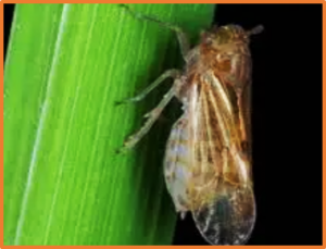 Pyramiding BPH genes in rice maintains resistance against the brown planthopper under climate change