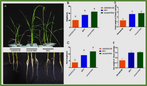 A key ABA biosynthetic gene OsNCED3 is a positive regulator in resistance to Nilaparvata lugens in Oryza sativa