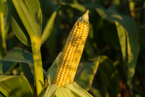 Study Concludes GM Maize DP-915635-4 As Safe As Conventional Counterpart