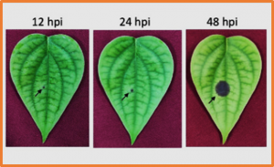 Transcriptomic analysis reveals pathogenicity mechanisms of Phytophthora capsici in black pepper