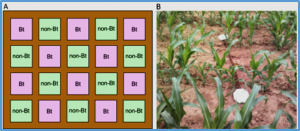 Effects of genetically modified maize MON810 on surface-active springtails (Collembola)