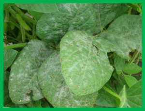 Genetic mapping of powdery mildew resistance genes in soybean by high-throughput genome-wide sequencing