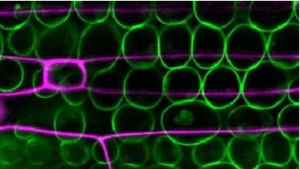 Scientists discover how plants breathe