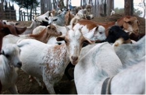 Transforming food and agriculture to achieve the Sustainable Development Goals