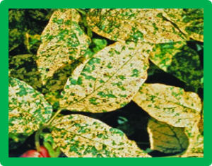 Molecular mapping of the gene(s) conferring resistance to Soybean mosaic virus and Bean common mosaic virus in the soybean cultivar Raiden