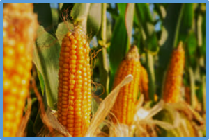 Sequential evolution of resistance by western corn rootworm to multiple Bacillus thuringiensis traits in transgenic maize