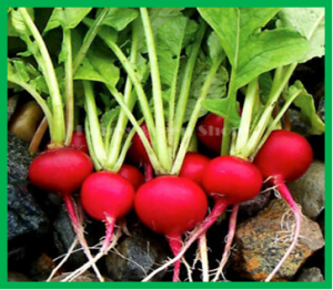 Genetic and physiological analyses of root cracking in radish (Raphanus sativus L.)