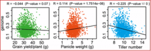 Divergent selection and genetic introgression shape the genome landscape of heterosis in hybrid rice