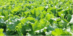 CBF/DREB1 Gene Family in Lettuce Confers Multiple Stress Tolerance