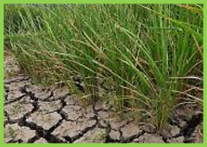 High-throughput phenotypic screening of random genomic fragments in transgenic rice identified novel drought tolerance genes