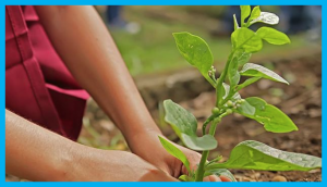 World Environment Day 2020 : Building biodiverse food systems for an inclusive and resilient future