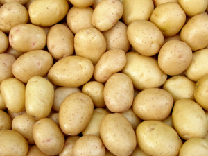 Study Reveals Narrow Genetic Basis of European Potato