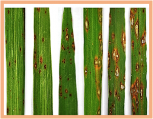 Evaluation  of  Genetic  Diversity  of  Rice  Blast  Fungus  (Magnaporthe oryzae Barr) Isolates Collected from South Central Coast Areas of Viet Nam