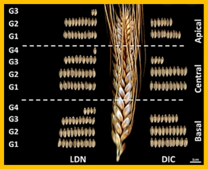 Dissection and validation of a QTL cluster linked to Rht-B1 locus controlling grain weight in common wheat (Triticum aestivum L.) using near-isogenic lines