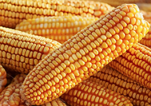 USDA-APHIS Invites Public Comments for Genetically Engineered Corn