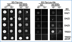 TREE1-EIN3&ndash;mediated transcriptional repression inhibits shoot growth in response to ethylene